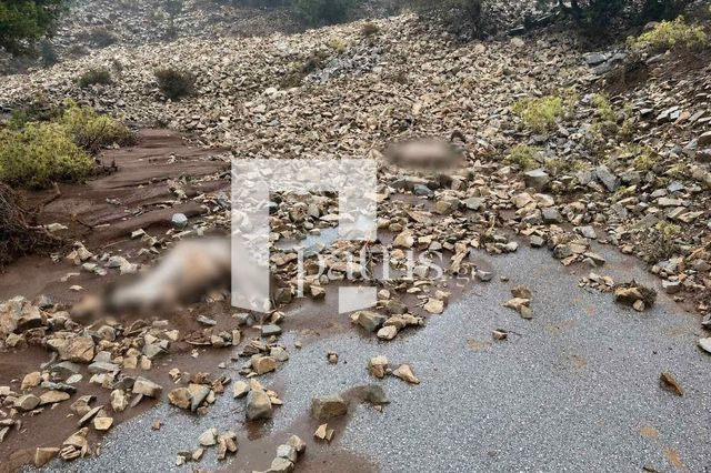 Κακοκαιρία στον Μυλοπόταμο: Εικόνες καταστροφής στα Ζωνιανά – Μεγάλες απώλειες στο ζωικό κεφάλαιο (pics)