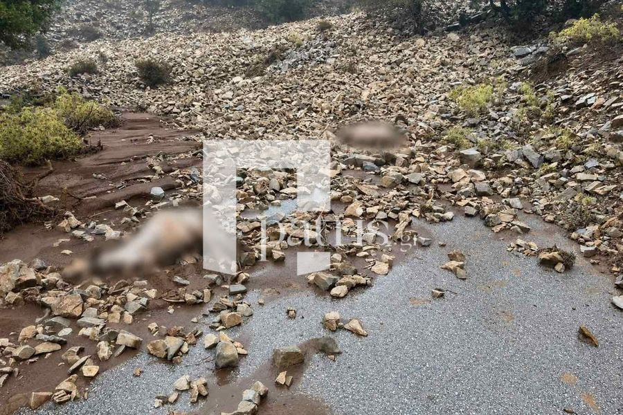 Κακοκαιρία στον Μυλοπόταμο: Εικόνες καταστροφής στα Ζωνιανά – Μεγάλες απώλειες στο ζωικό κεφάλαιο (pics)